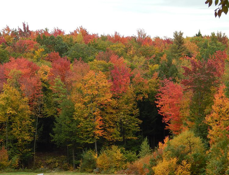 Wheelchair Accessible Autumn - Scenic Drive