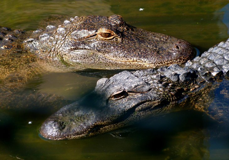 gatorland orlando