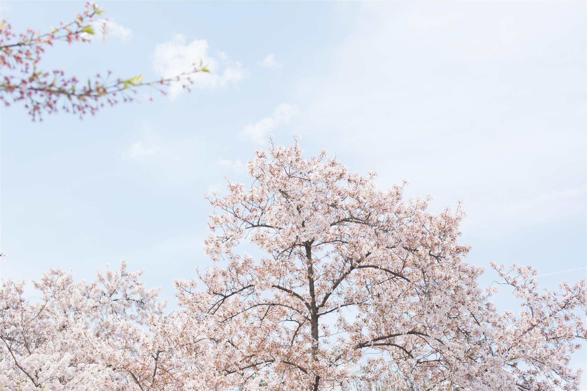 Cherry Blossoms